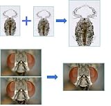 Electronics : GX Microscopes HeliconFocus Pro software for Creating One Completely Focused Image