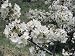 Close-Up of Flowers on a Cherry Tree (Prunus Avium) Photographic Poster Print by A. Laurenti, 30x40