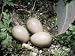 Grey Wagtail, Addled Eggs, Derbyshire, UK Photographic Poster Print by David Fox, 24x...