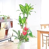 観葉植物　寄せ植え　8号　※白角高陶器鉢（角皿付）　＜　新築祝い　開店祝い　移転祝い　改築祝いのフラワーギフトに　　＞
