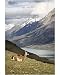 Photographic Print of Guanaco (Lama guanicoe) with mountains and Lago Nordenskjsld from Robert Harding