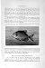 Natural History 1896 Piraya Fish Characinoids Fossil