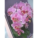 ���i�̏ڍ�