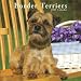 Border Terriers 2009 Square Wall Calendar