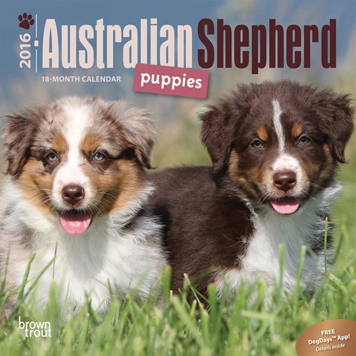 Australian Shepherd Puppies 2016 Mini 7x7