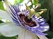 Royal Blue Passion Flower - 20 Seeds