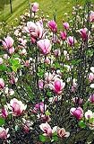 Magnolia Tree Alexandrina Five Gallon
