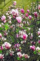 Magnolia Tree Alexandrina Five Gallon