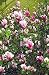 Magnolia Tree Alexandrina Five Gallon