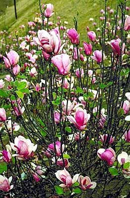 Magnolia Tree Alexandrina Five Gallon