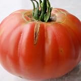 80 Seeds, Tomato Pink Brandywine (Lycopersicon esculentum) Seeds By Seed Needs