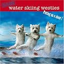 Waterskiing Westies 2009 Calendar -Square Wall