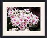 Framed Prints of Streptocarpus Myfanwy from Ros Drinkwater
