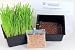Mini Organic Pet Grass Kit - Grow Wheatgrass for Pets: Dog, Cat, Bird, Rabbit, More - Includes Trays, Soil, Wheat Grass Seeds, Instructions