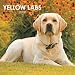 Labrador Retrievers, Yellow 2009 Square Wall Calendar
