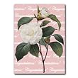 "Congratulations" with Camellia Japonica - 5" x 7" Vellum Overlay Greeting Card