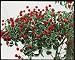 Photographic Prints of Cornus Kousa (Japanese Flowering Dogwood) from Mary Evans