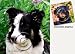 Border Collie Dog Drink Coasters