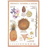 Fibonacci Numbers in Nature Poster