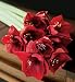 (00650144) Autograph Amaryllis in Miscellaneous