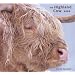 The Highland Cow Calendar 2009