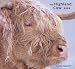 The Highland Cow Calendar 2009