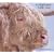 The Highland Cow Calendar 2009