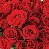 Send Fresh Cut Bulk Flowers - 200 Long Stem Red Roses Wholesale