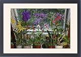 Framed Prints of USH-2418 Orchids, Hybrid assortment - in living room from Ardea Wildlife Pets
