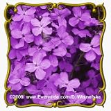 Everwilde Farms, Inc. - 