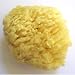 Natural Wool Sea Sponge - Luxurious, Traditional & most popular - 3" Dia