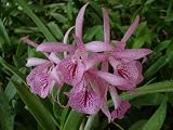Bc. Maikai 'Louise' AM/AOS