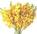 Fresh Flowers - Yellow Mokara Orchids Fresh Flowers - Yellow Mokara Orchids