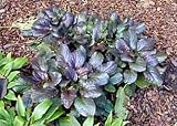 Amazon / Hirts: Seed; Perennial: Carpet Bugleweed 50 Seeds - Ajuga repens