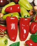 Gypsy Hybrid Sweet Pepper Seeds - Capsicum Annuum - 0.2 Grams - Approx 30 Gardening Seeds - Vegetable Garden Seed