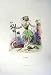 1981 Flowers Grandville Grapevine Vigne Colour Plant