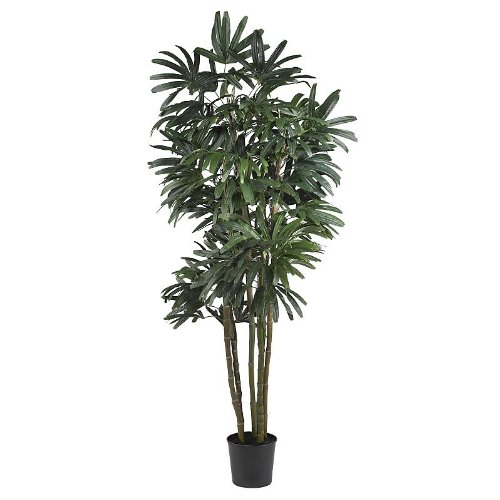 6′ Raphis Palm Silk Tree