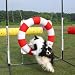 Dog Agility Tire Jump