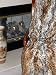 Cheetah | Faux Fur Throw | Reversible | 60 Inches by 70 Inches