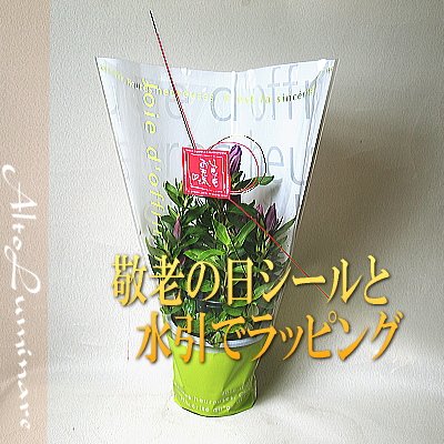 敬老の日スイーツセットプレミアムプリンとアレンジメント