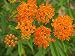 Butterfly Weed or Orange Milkweed (asclepias Tuberosa) in Nc - 18"W x 14"H - Peel and Stick Wall Decal by Wallmonkeys