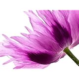 Blumenbild: Zipfeliger Schlafmohn als Kunstdruck / Fotoprint im Format 60cm x 45cmvon "NatureToPrint"
