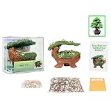 51mETusQSjL. SL160  Bonsai Babyland   Black Pine Kit. Grow Bonsai Trees from seed with this exclusive and unique Bonsai Babyland planter.