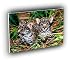jaguar innocence cubs A2 Large Canvas