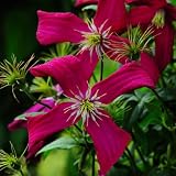 1 Hybrid Viticella Clematis Madame Julia Correvon Plant