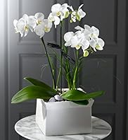 Autograph™ Orchid Bowl