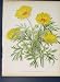 Hunnemannia Fumariaefolia Flower Colour Antique Print