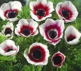 Bi-Color Anemones - 25 Bulbs - White and Red