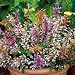 Fragrant Mix Hummingbird Mint 60 Seeds - Agastache