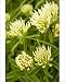 Photographic Prints of Sulphur Clover - very rare grassland plant in eastern England from Ardea Wildlife Pets